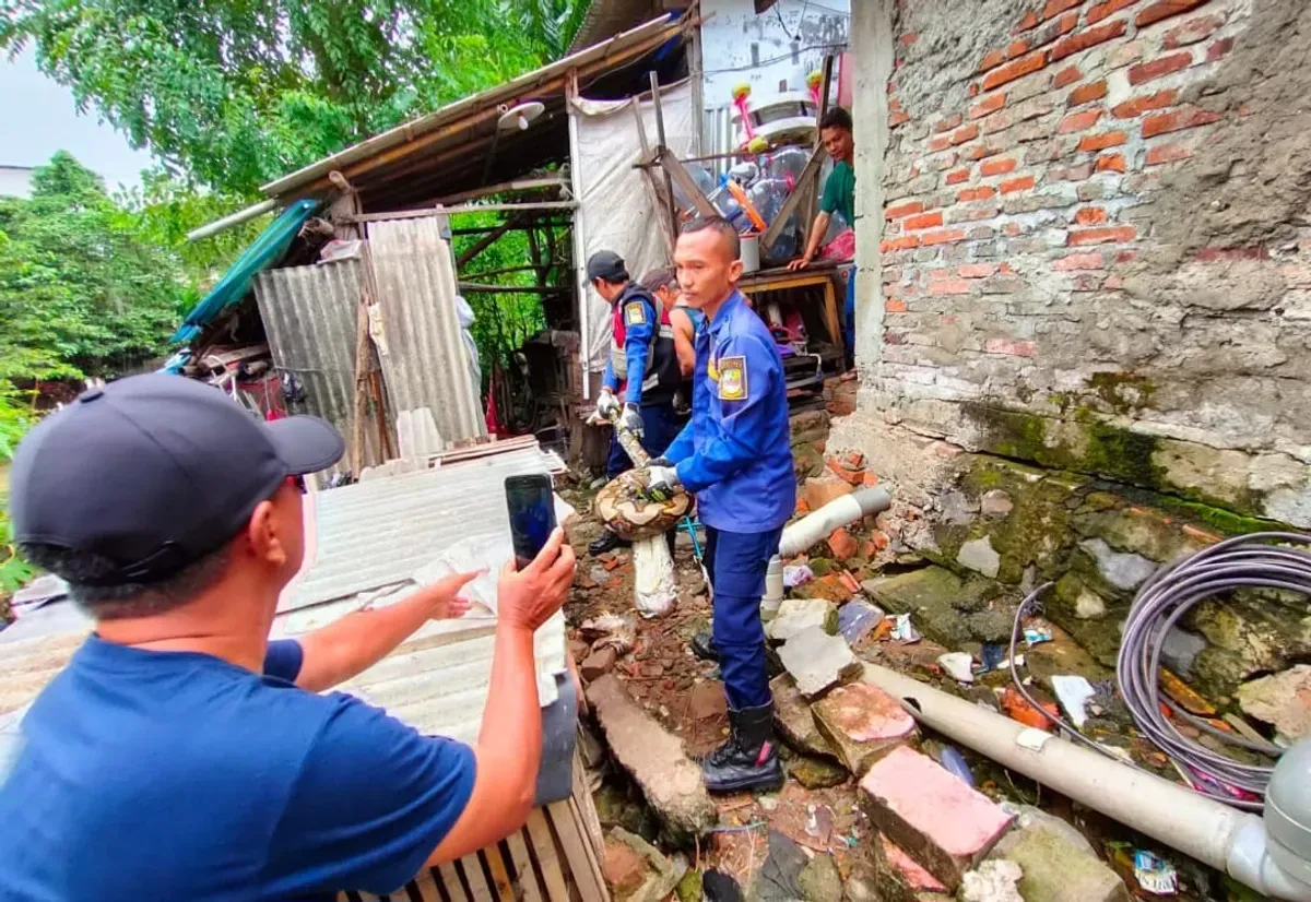 Ular sanca 3 meter ditemukan di dalam kandang ayam milik warga di Cikarang, Karang Baru RT 001 RW 002  Kecamatan Cikarang Utara, Kabupaten Bekasi, Senin, 20 Januari 2025. (Sumber: Dok. Damkar Kabupaten Bekasi)