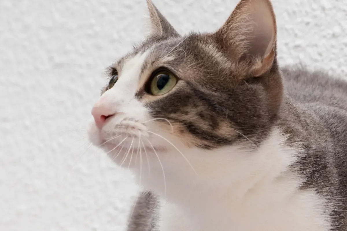 Seekor kucing di Kelapa Gading, Jakarta Utara ditembak mati oleh seorang pria. (Sumber: Freepik)