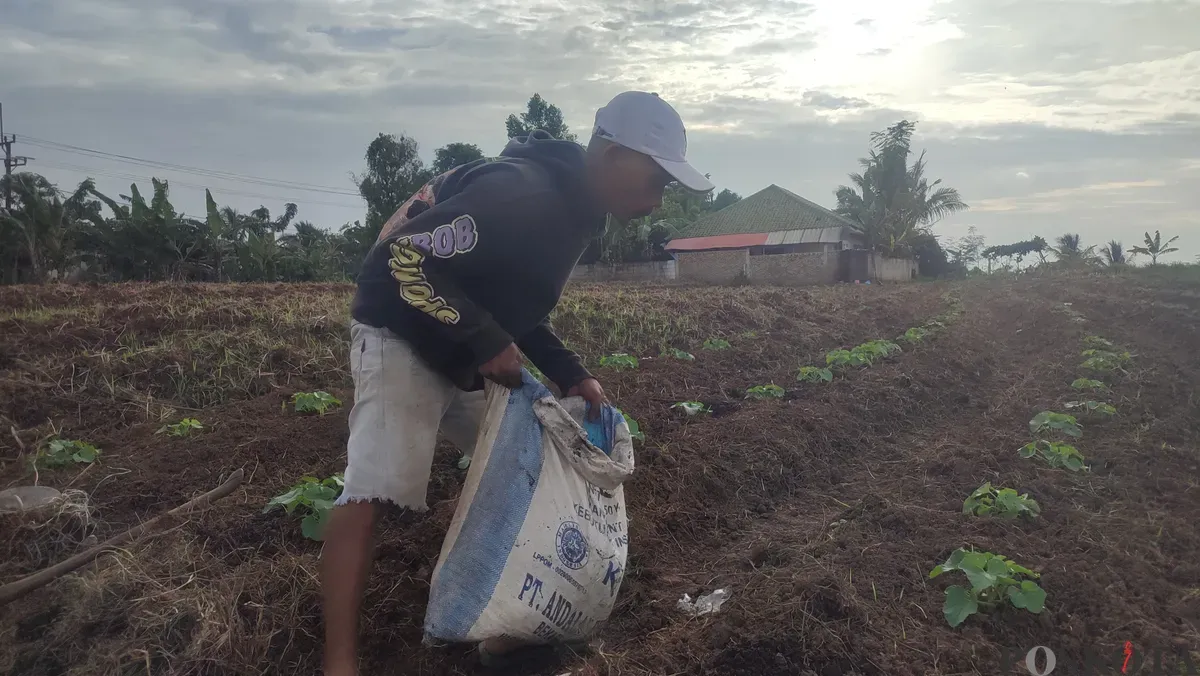 Petani di Kampung Talun, Desa/Kecamatan Jiput, Kabupaten Pandeglang, sedang menyerbuk tanaman timun suri yang akan dipanen sebelum bulan Ramadan. (Sumber: Poskota/Samsul Fatoni)
