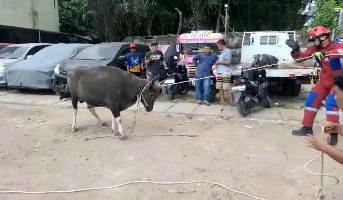 Petugas damkar saat mengevakuasi sapi yang mengamuk di Koja, Jakarta Utara, Sabtu, 12 Juli 2025. (Sumber: Dok Damkar Jakarta Utara)
