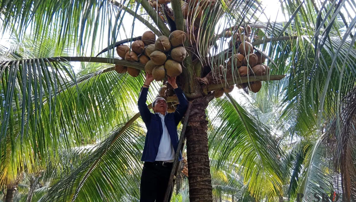 Wali Kota Bogor, Dedie A. Rachim saat mengunjungi Kebun Kopyor di Pasirkuda, Bogor Barat, Kota Bogor, Minggu, 13 Juli 2025. (Sumber: Poskota/Sekar Putri Andini)