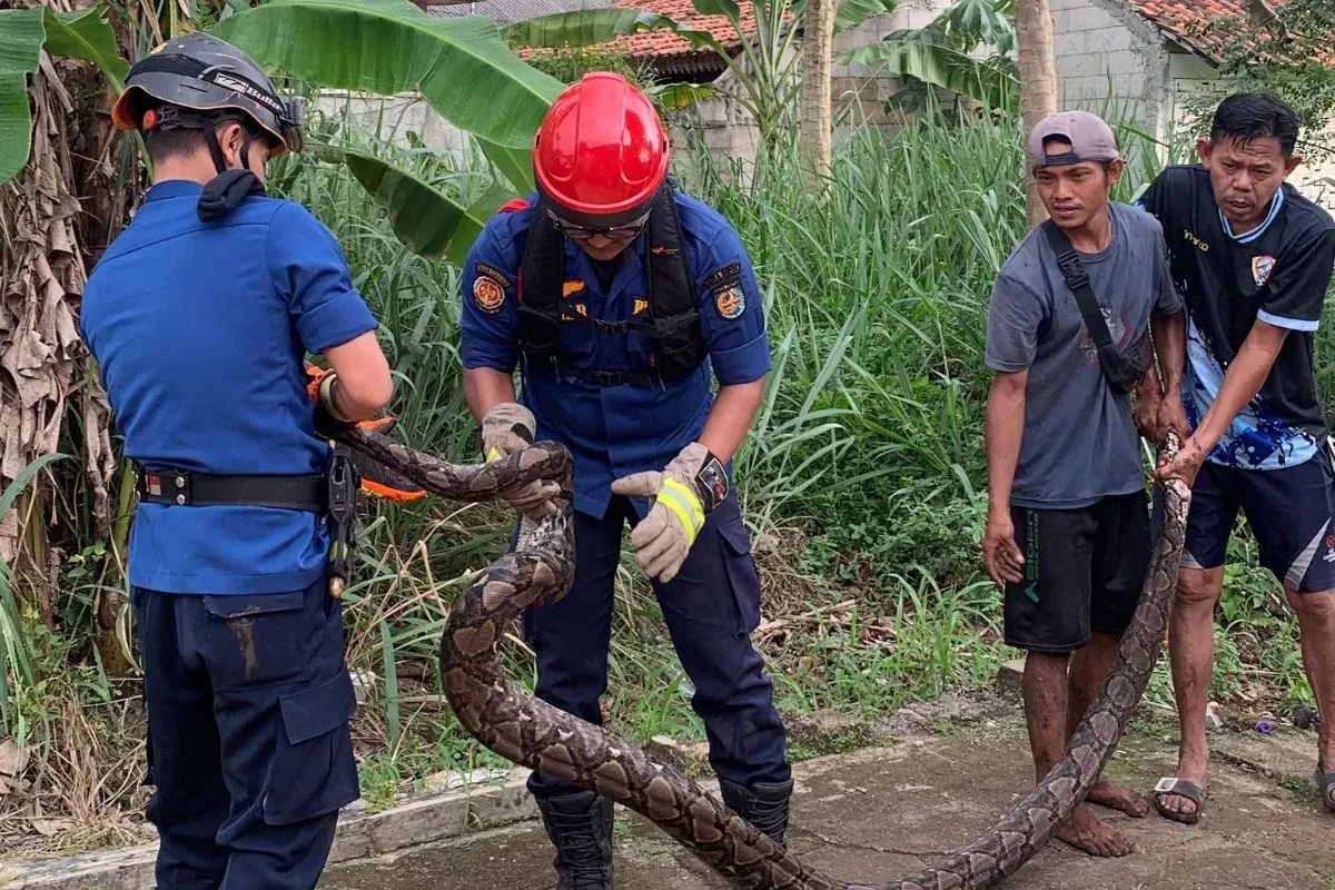 Petugas Damkar Kota Depok mengevakuasi ular sanca sepanjang 4 meter di RT 01 RW 02, Kelurahan Duren Seribu, Kecamatan Bojongsari, Selasa, 15 Juli 2025. (Sumber: Dok. Damkar Depok)