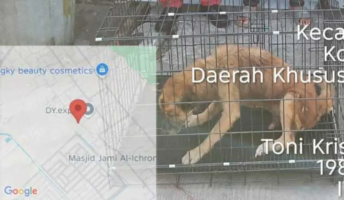 Seekor anjing liar diamankan petugas pemadam kebakaran karena meresahkan warga Jalan Prepedan Dalam RT 10 RW 09, Kamal, Kalideres, Jakarta Barat. (Sumber: Damkar)