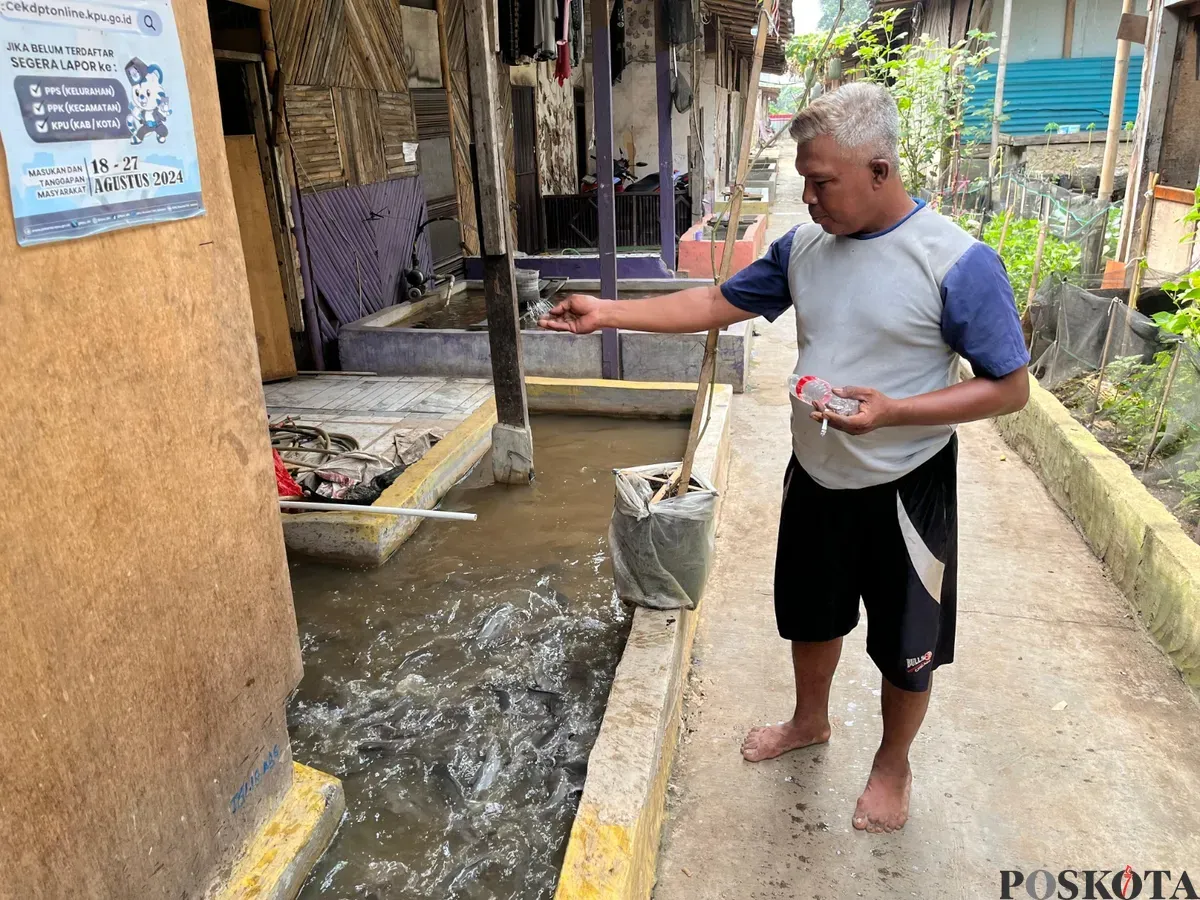 Seorang warga Kampung Bayam Madani memberi makan ikan di kolam budidaya sekitar hunian sementara Rusun Tongkol, Jakarta Utara, Jumat, 25 Juli 2025. (Sumber: Poskota/Pandi Ramedhan)