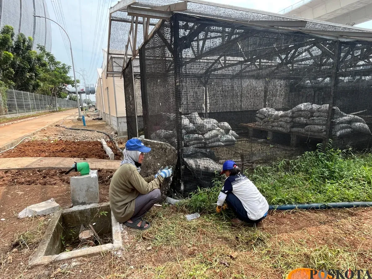 Dua warga Kampung Bayam Madani merapikan lahan di sekitar green house yang disiapkan untuk edukasi wisata Petani Kota, di kawasan Rusun Kampung Susun Bayam (KSB), Jakarta Utara. (Sumber: Poskota/Pandi Ramedhan)