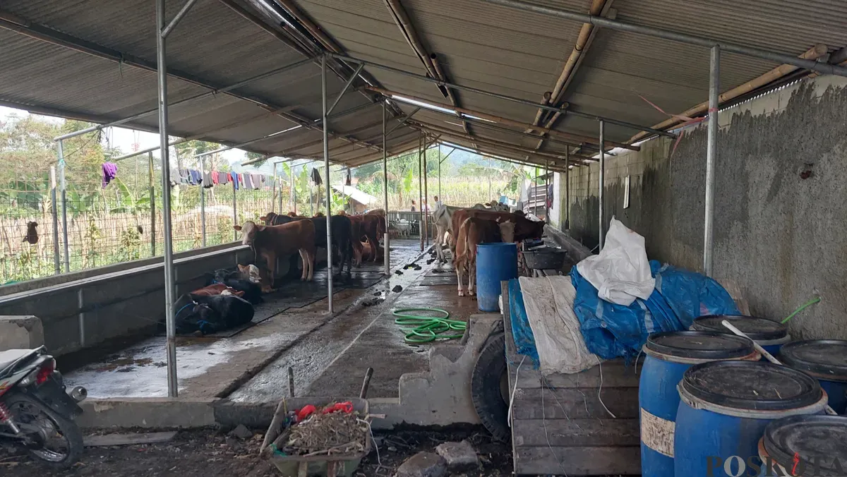Salah satu peternakan sapi di wilayah Lembang, Bandung Barat. (Sumber: Poskota/Gatot Poedji Utomo)