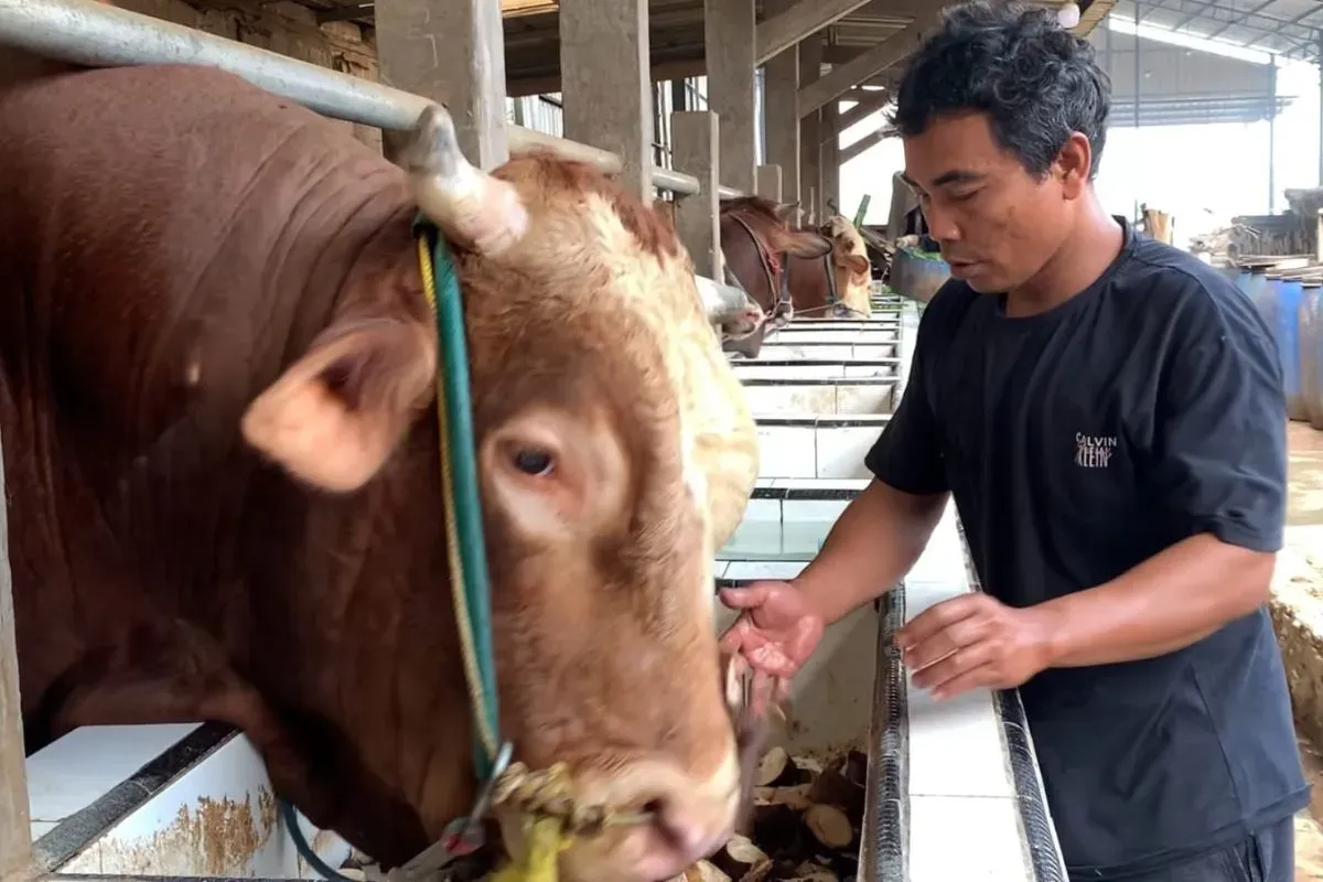 Sapi di Desa Kujangsari, Kecamatan Cileles, Kabupaten Lebak yang dibeli Presiden Prabowo Subianto. (Sumber: Dok. Pribadi)