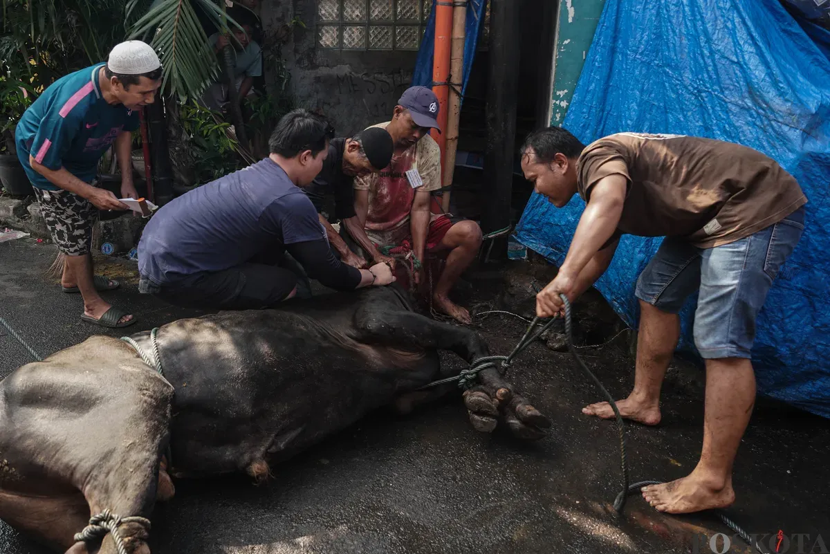Warga memegangi sapi yang akan disembelih saat Hari Raya Idul Adha di kawasan Jalan Kebon Kacang, Tanah Abang, Jakarta, Jum'at, 6 Juni 2025. (Sumber: Poskota/Bilal Nugraha Ginanjar)