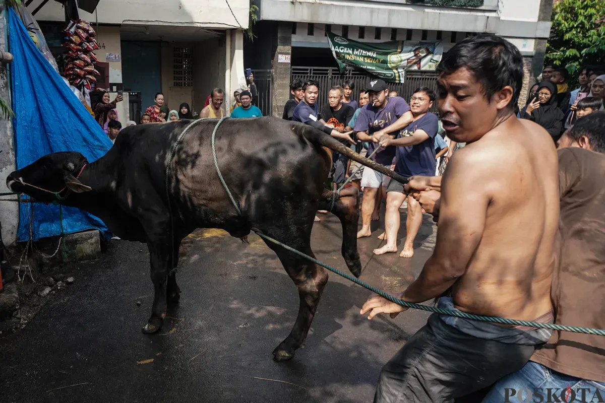 Warga memegangi sapi yang akan disembelih saat Hari Raya Idul Adha di kawasan Jalan Kebon Kacang, Tanah Abang, Jakarta, Jum'at, 6 Juni 2025. (Sumber: Poskota/Bilal Nugraha Ginanjar)