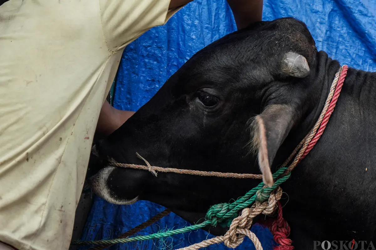Seekor sapi yang akan disembelih saat Hari Raya Idul Adha di kawasan Jalan Kebon Kacang, Tanah Abang, Jakarta, Jum'at, 6 Juni 2025. (Sumber: Poskota/Bilal Nugraha Ginanjar)