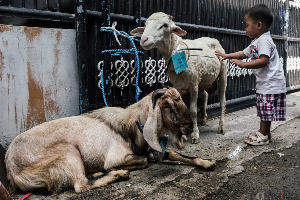 Anak-anak bermain dengan kambinh yang akan disembelih saat Hari Raya Idul Adha di kawasan Jalan Kebon Kacang, Tanah Abang, Jakarta, Jum'at, 6 Juni 2025. (Sumber: Poskota/Bilal Nugraha Ginanjar)