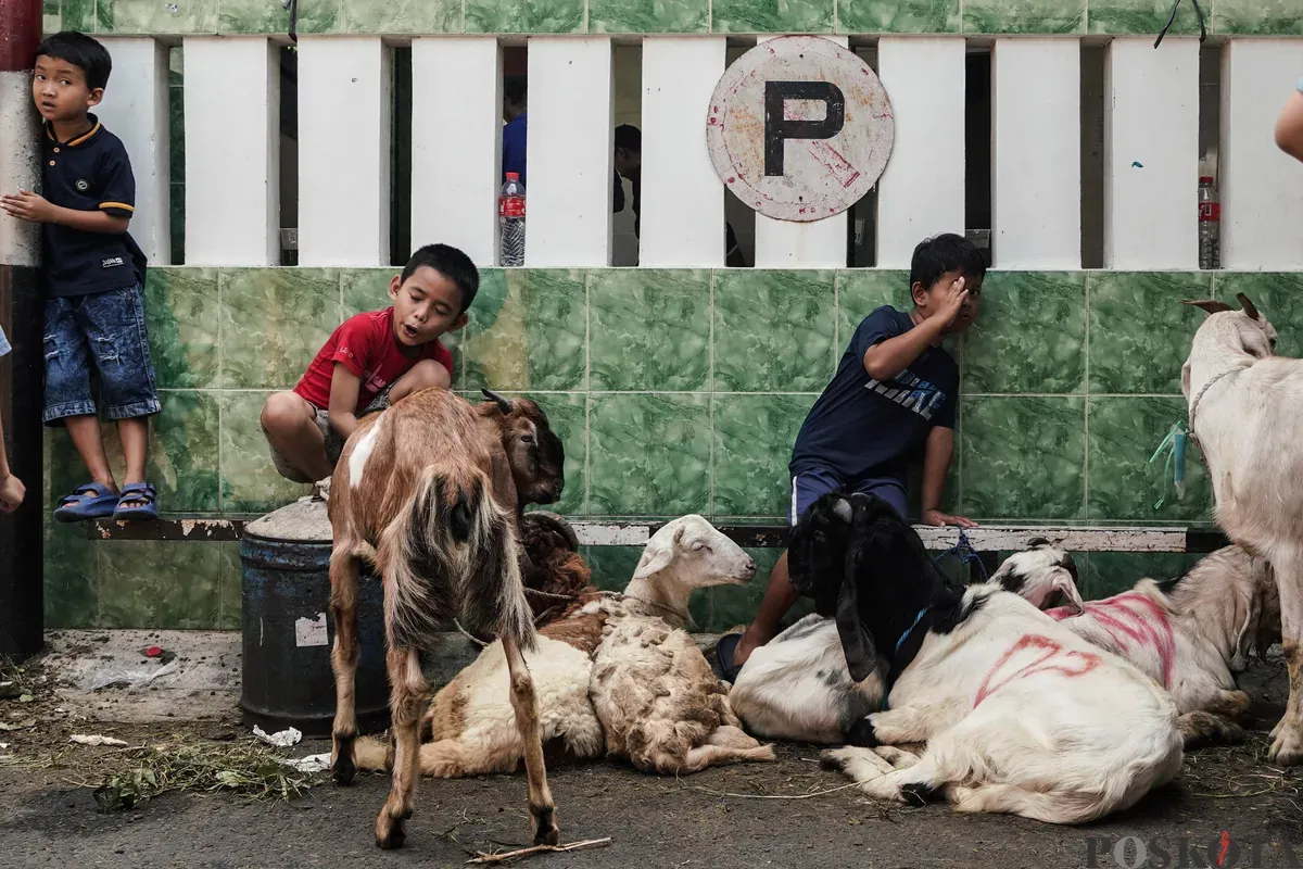 Anak anak bermain dengan kambing yang akan disembelih saat Hari Raya Idul Adha di kawasan Jalan Kebon Kacang, Tanah Abang, Jakarta, Jum'at, 6 Juni 2025. (Sumber: Poskota/Bilal Nugraha Ginanjar)
