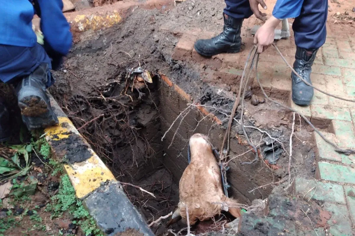 Sapi terperosok ke saluran di kawasan Kemayoran, Jakarta Pusat, Jumat, 6 Juni 2025. (Sumber: Dok. Damkar Kemayoran)