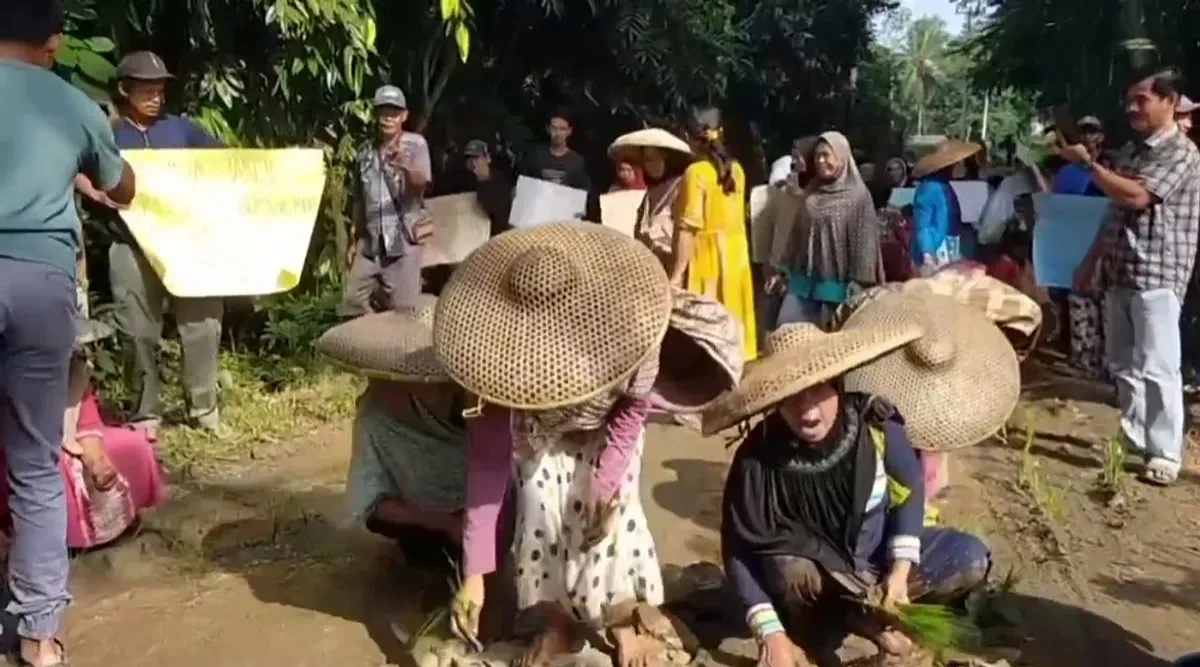 Puluhan warga Desa Karyajaya, Kecamatan Cimarga, Kabupaten Lebak, saat melakukan aksi tanam padi di jalan rusak. (Sumber: Istimewa)