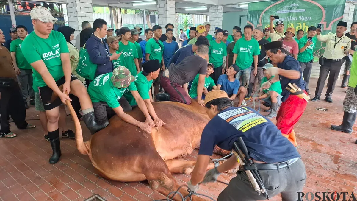 Prosesi penyembelihan Sapi Presiden Prabowo Subianto di Masjid Istiqlal, Jakarta Pusat, Sabtu 7 Juni 2025. (Sumber: Poskota/M. Tegar Jihad)