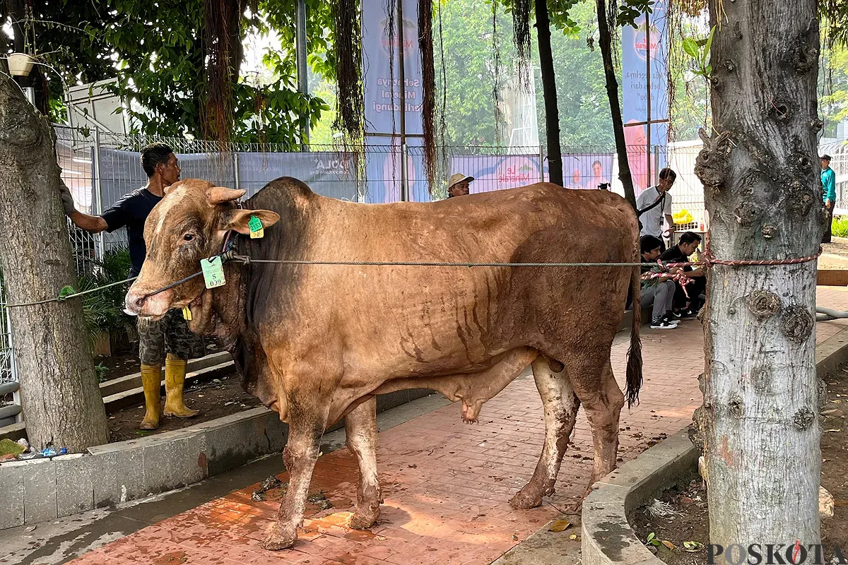 Sapi kurban di Masjid Istiqlal, Jakarta Pusat, Sabtu 7 Juni 2025. (Sumber: POSKOTA | Foto: M Tegar Jihad)
