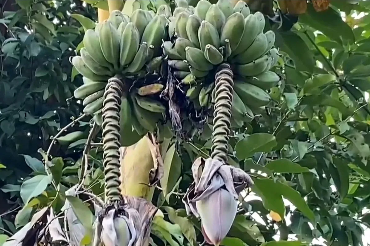 Pohon pisang yang memiliki dua tandan milik petani di Kampung Cempa, Desa Cilangkap, Kecamatan Kalanganyar, Kabupaten Lebak. (Sumber: Dok Warga)