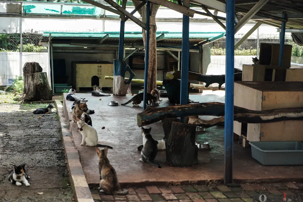 Sejumlah kucing yang dirawat di penampungan kucing Pusat Kesehatan Hewan Ragunan, Jakarta Selatan, Selasa, 17 Juni 2025. (Sumber: Poskota/Bilal Nugraha Ginanjar)