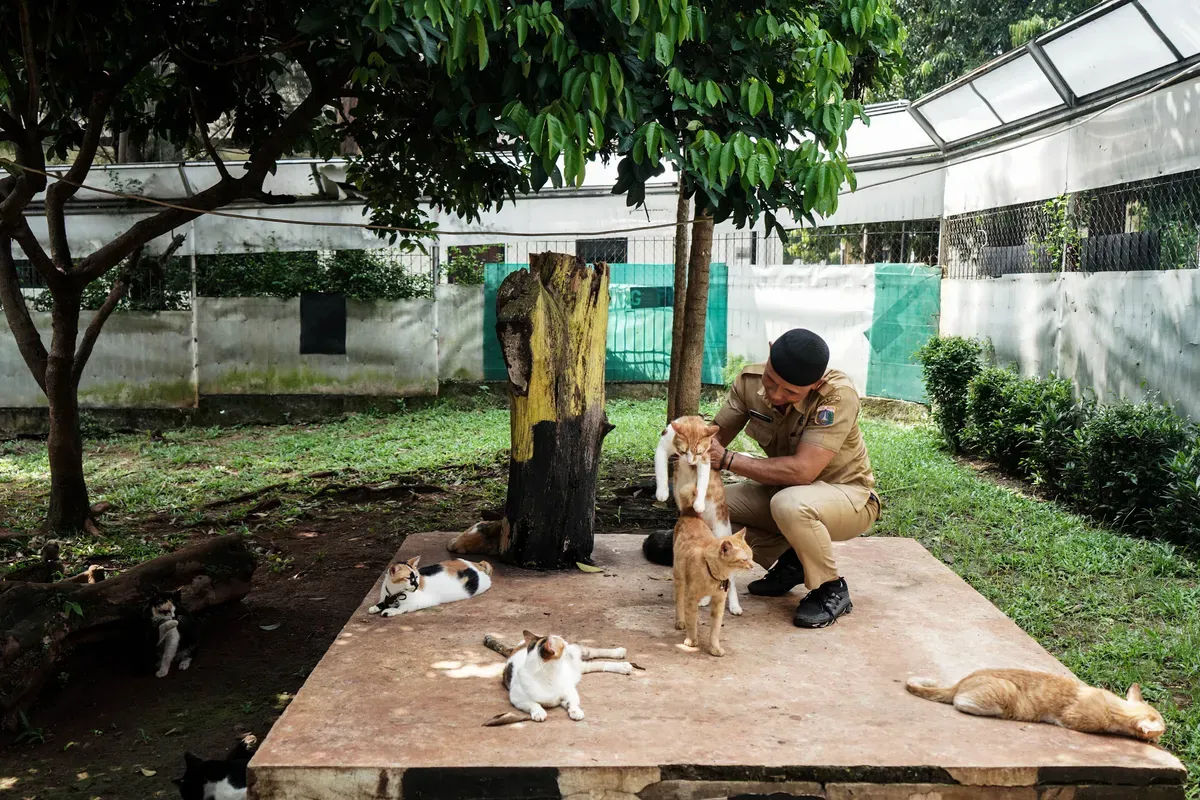 Petugas merawat kucing di penampunga hewan Pusat Kesehatan Hewan Ragunan, Jakarta Selatan, Selasa, 17 Juni 2025. (Sumber: Poskota/Bilal Nugraha Ginanjar)