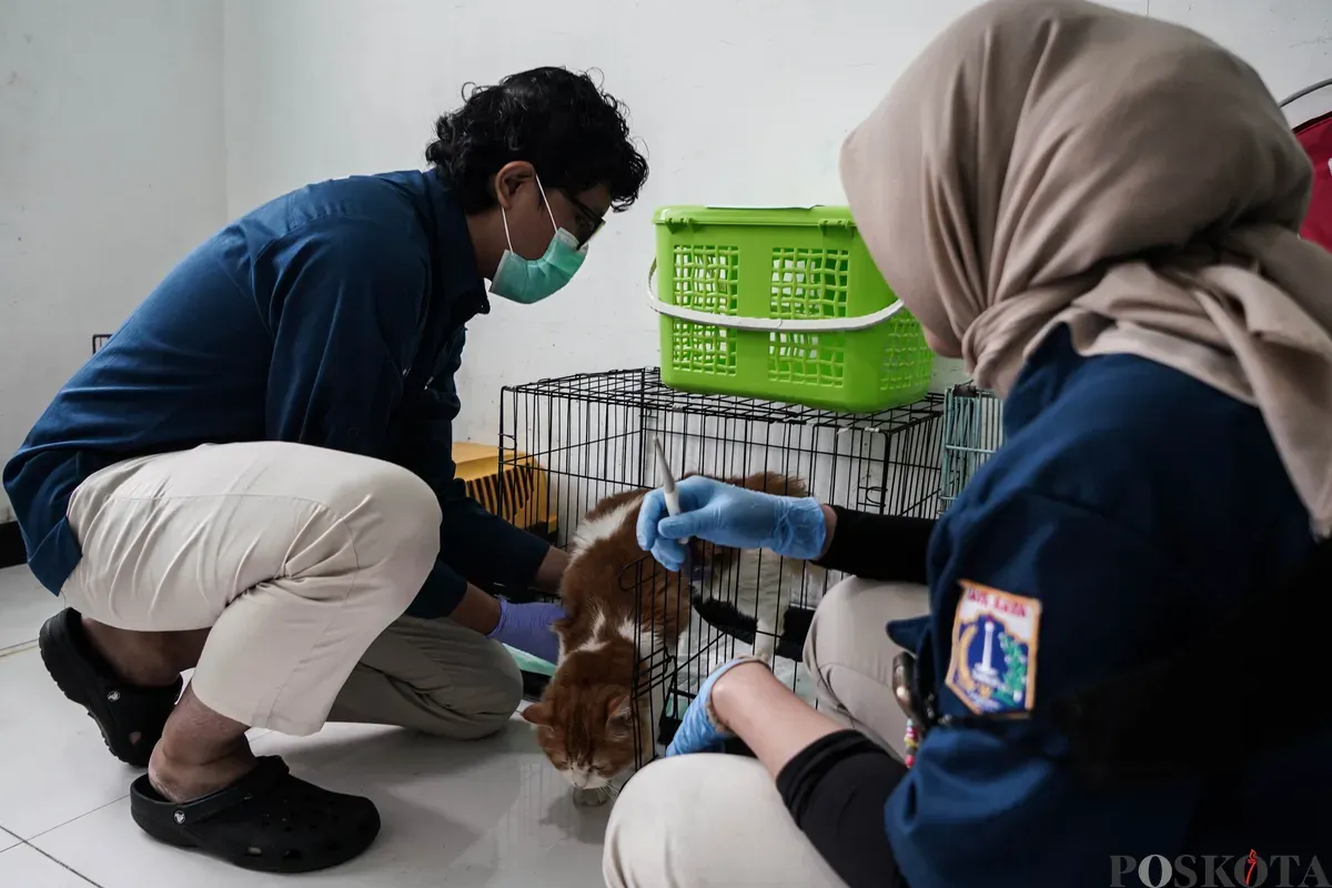 Dokter merawat kucing di Pusat Kesehatan Hewan Ragunan, Jakarta Selatan, Selasa, 17 Juni 2025. (Sumber: Poskota/Bilal Nugraha Ginanjar)