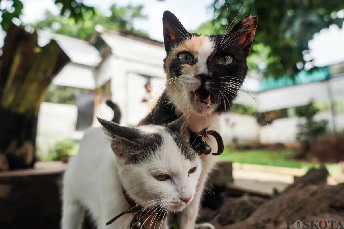 Dua kucing yang berada di penampungan kucing Pusat Kesehatan Hewan Ragunan, Jakarta Selatan, Selasa, 17 Juni 2025. (Sumber: Poskota/Bilal Nugraha Ginanjar)