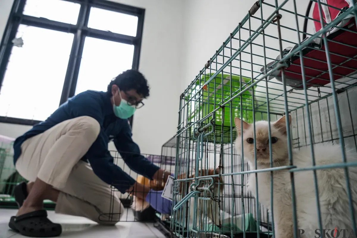 Dokter merawat kucing di Pusat Kesehatan Hewan Ragunan, Jakarta Selatan, Selasa, 17 Juni 2025. (Sumber: Poskota/Bilal Nugraha Ginanjar)
