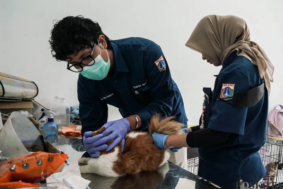 Dokter memeriksa hewan peliharaan milik warga di Pusat Kesehatan Hewan Ragunan, Jakarta Selatan, Selasa, 17 Juni 2025. (Sumber: Poskota/Bilal Nugraha Ginanjar)