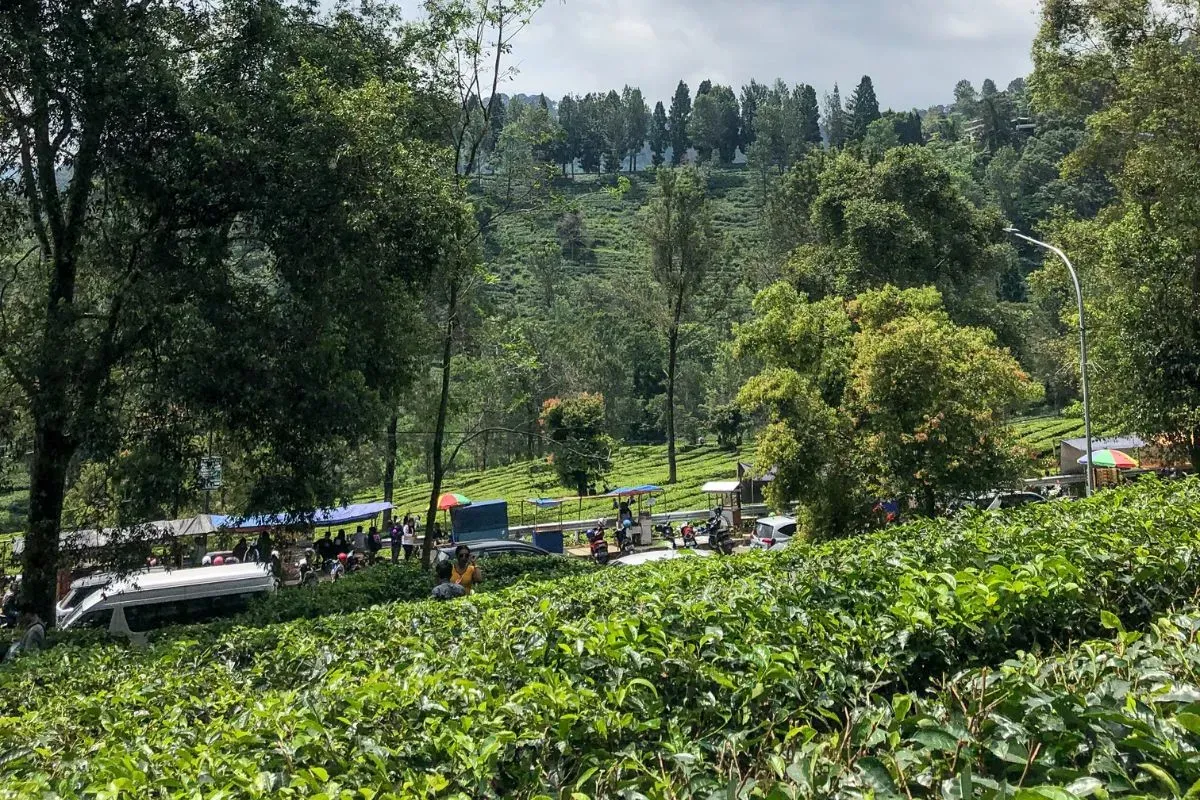 Ilustrasi Puncak Cisarua, Bogor. (Sumber: Wikimedia Commons)
