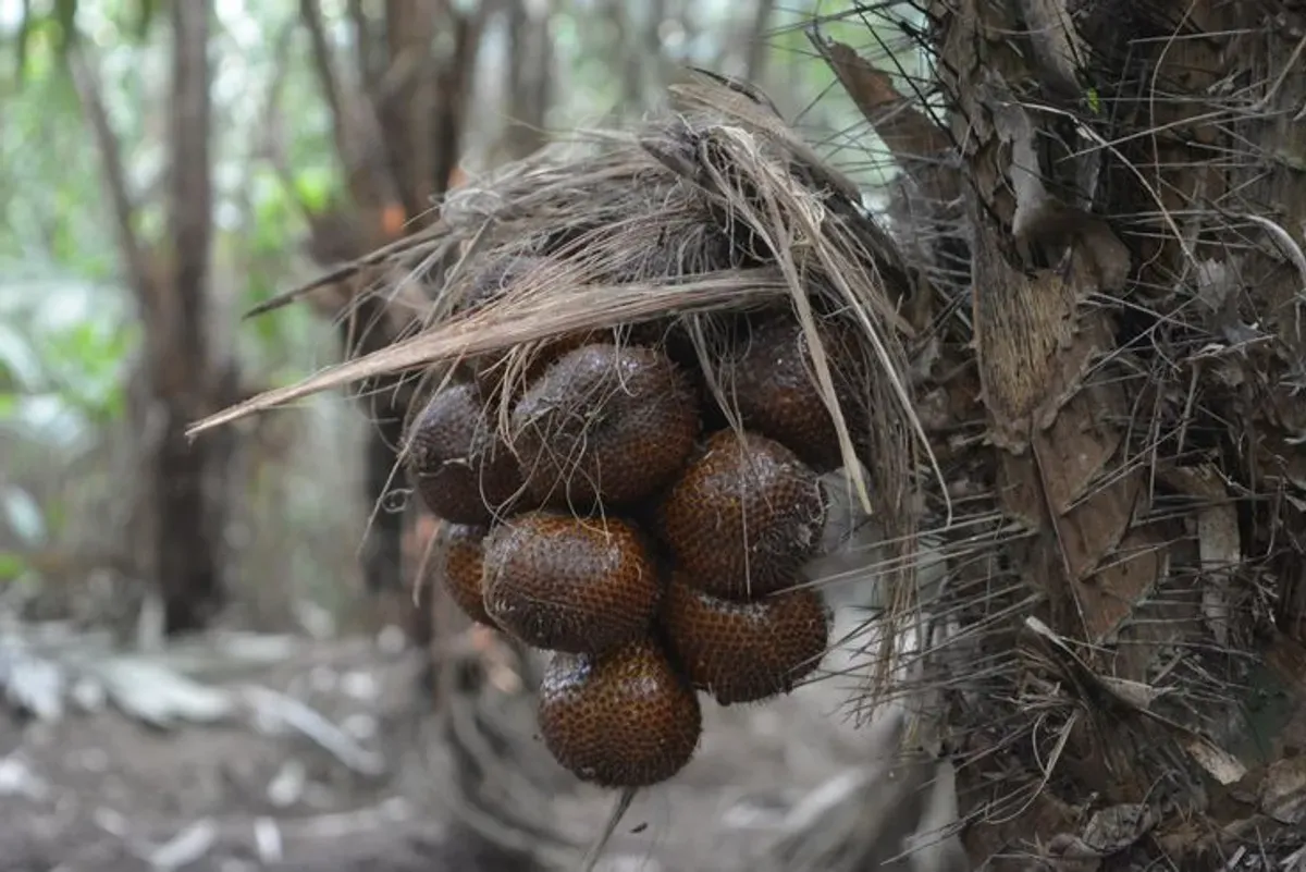 Ilustrasi Buah Salak (Sumber: Pinterest)
