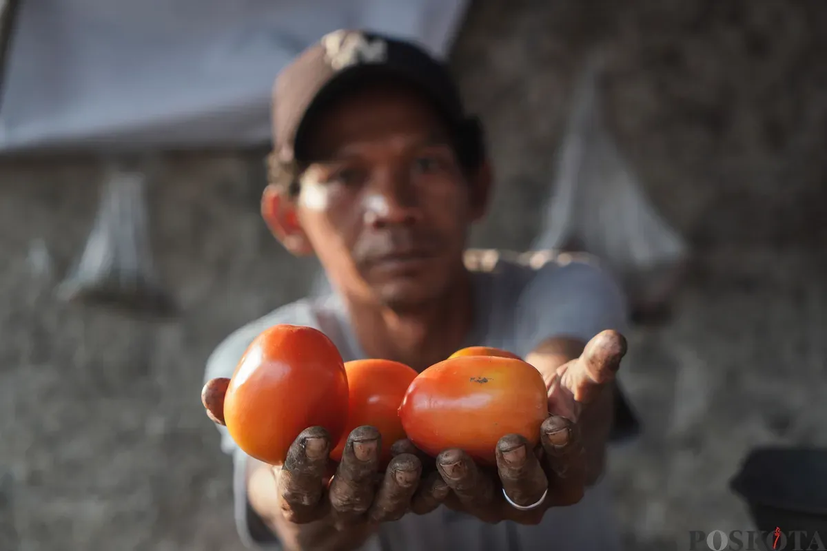 Pedagang memperlihatkan tomat di Pasar Kebayoran Lama, Jakarta Selatan, Senin, 23 Juni 2025. (Sumber: Poskota/Bilal Nugraha Ginanjar)