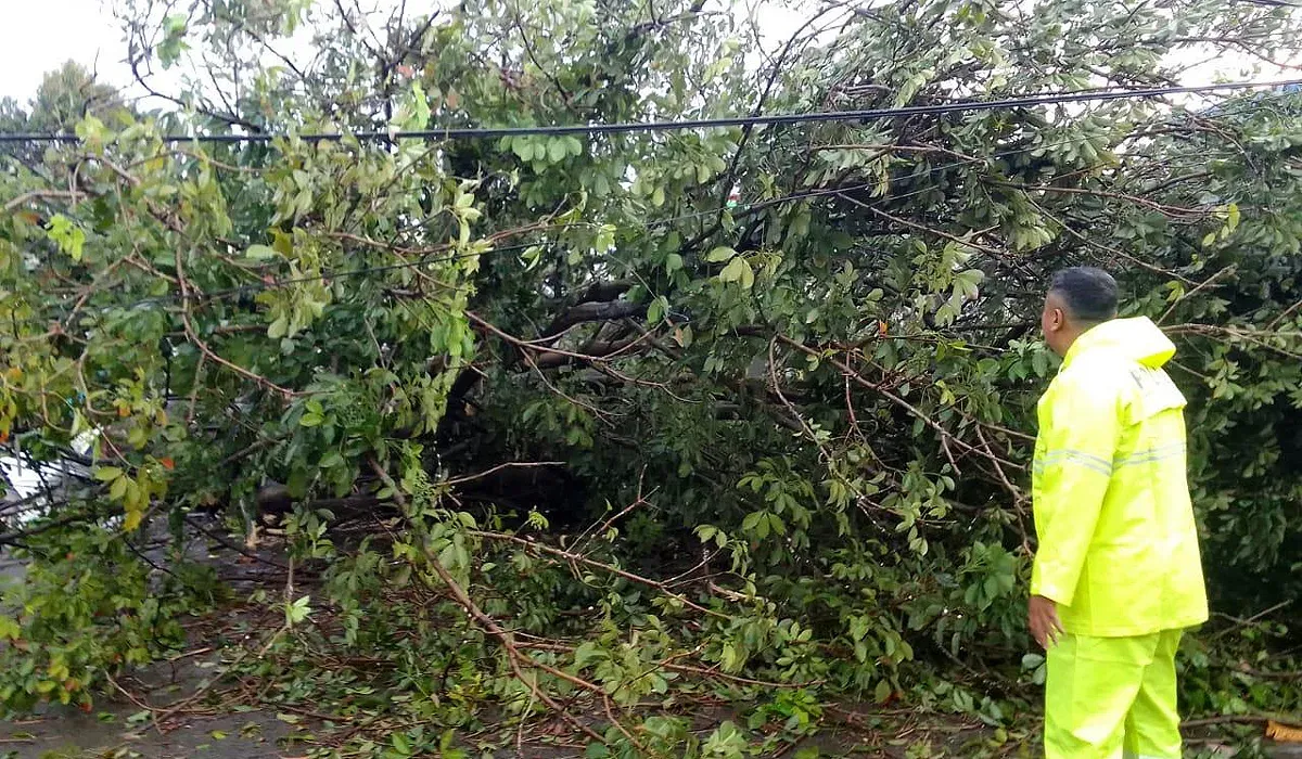 Pohon karet tumbang hingga menutupi badan jalan di Jalan Curug Agung, Kota Depok, Rabu, 25 Juni 2025. (Sumber: Dok Polsek Beji)
