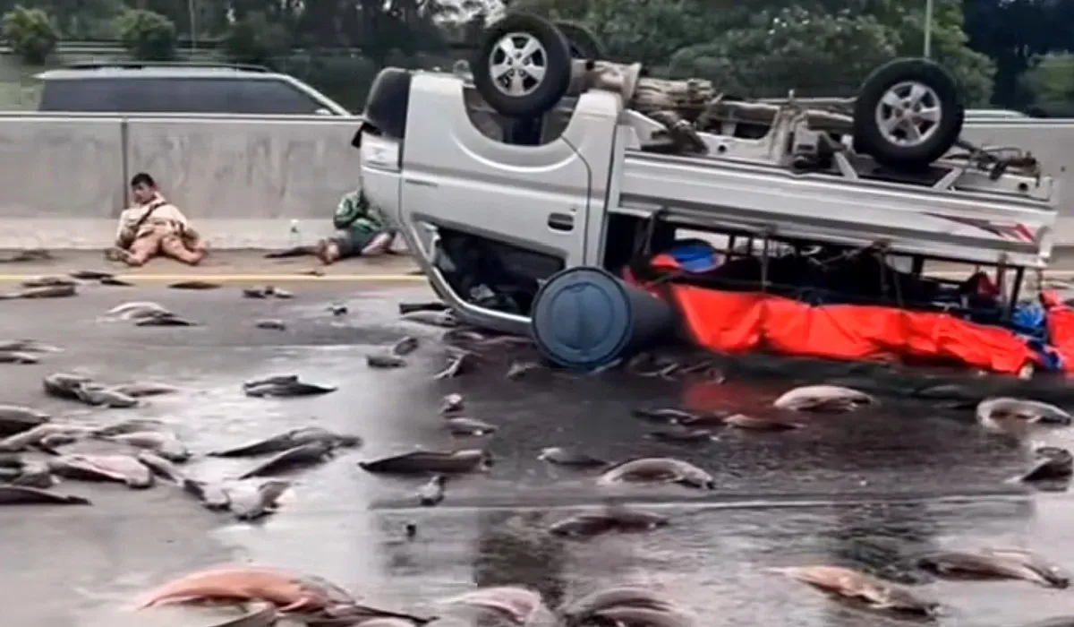 Tangkap layar mobil pikap bermuatan ikan lele yang mengalami kecelakaan hingga terbalik di jalan Tol Cikampek KM 54 pada Sabtu, 28 Juni 2025. (Sumber: Instagram @informasi_Karawang)