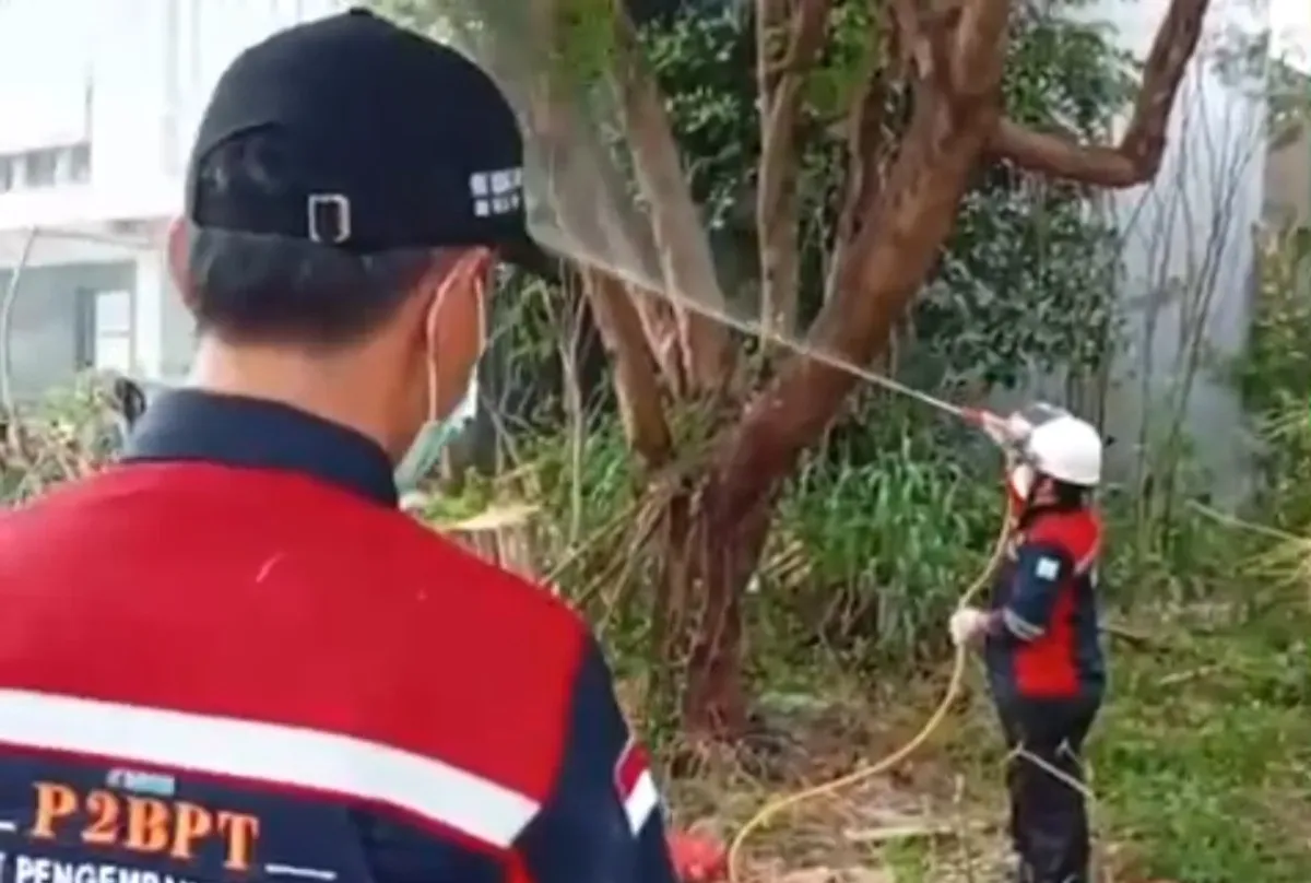 Petugas menyemprotkan cairan pestisida di kebun kosong tempat habitat ulat bulu di Palmerah, Jakarta Barat, Sabtu, 28 Juni 2025. (Sumber: Sudin KPKP)