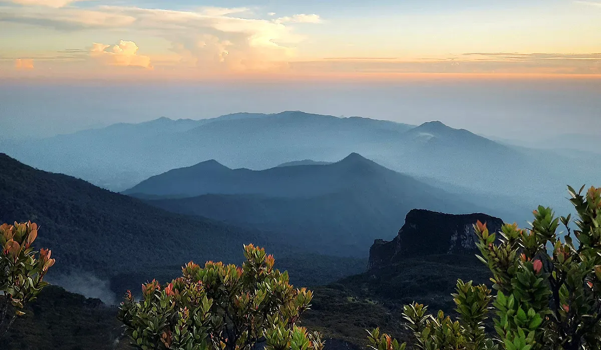 Ilustrasi, Taman Nasional Gunung Gede Pangrango yang berada di wilayah Kabupaten Bogor dan Cianjur. (Sumber: Unsplash | Foto: Alvian Hasby)