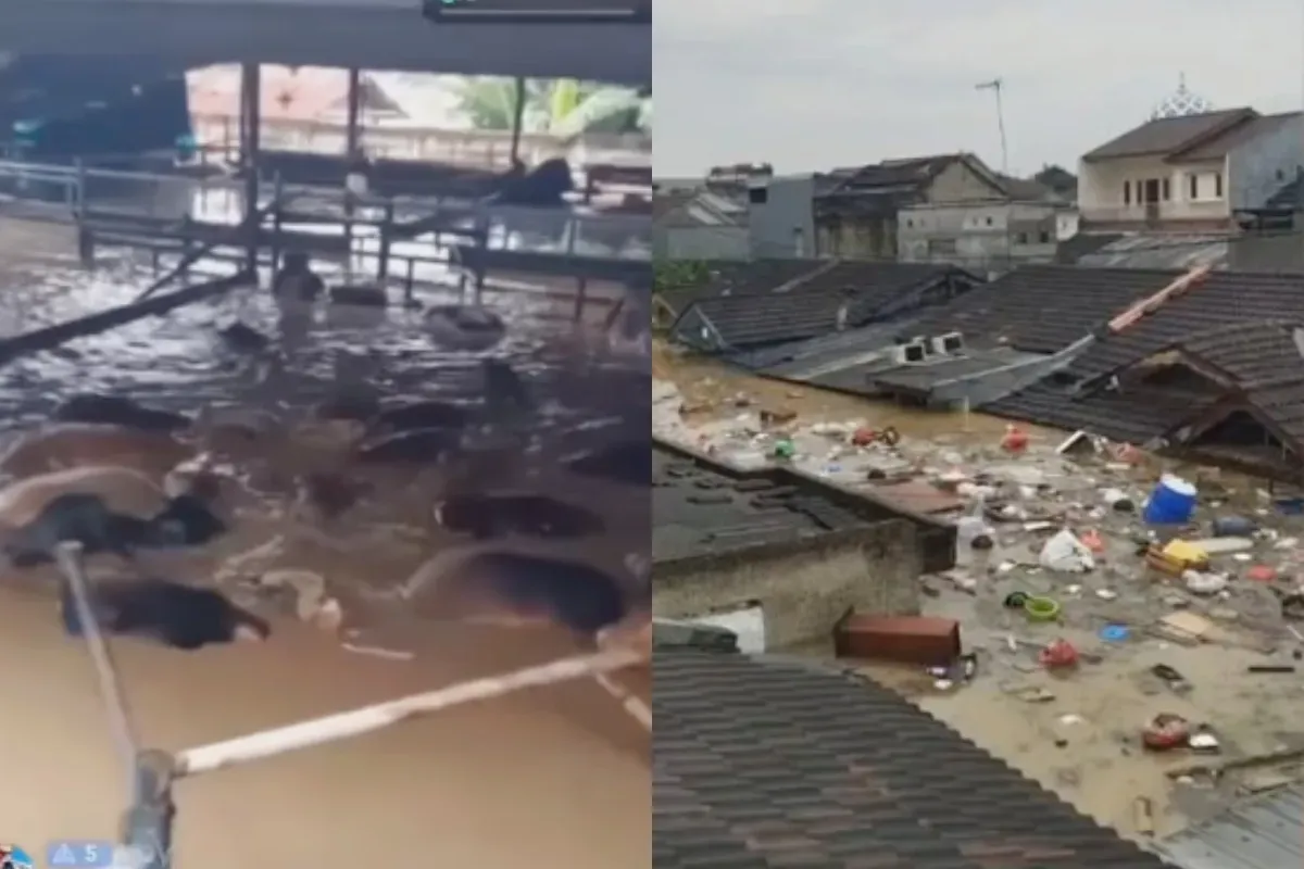 Puluhan sapi hingga rumah warga terendam banjir di Bekasi. (Sumber: Tangkap Layar Instagram/@funnelmedia)