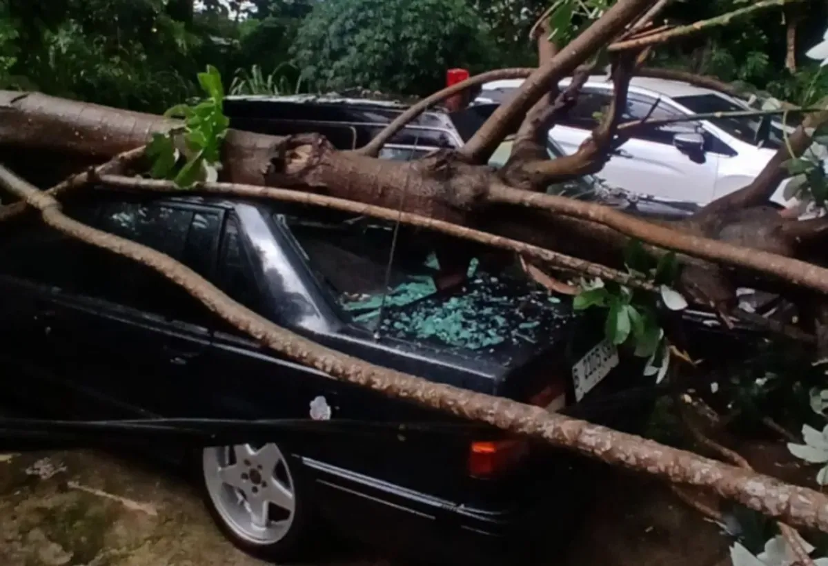 Sejumlah mobil mewah yang terpakir tertimpa pohon tumbang akibat cuaca buruk di Pancoran Mas, Kota Depok, Sabtu, 8 Maret 2025, sore. (Sumber: Dok. Damkar Depok)