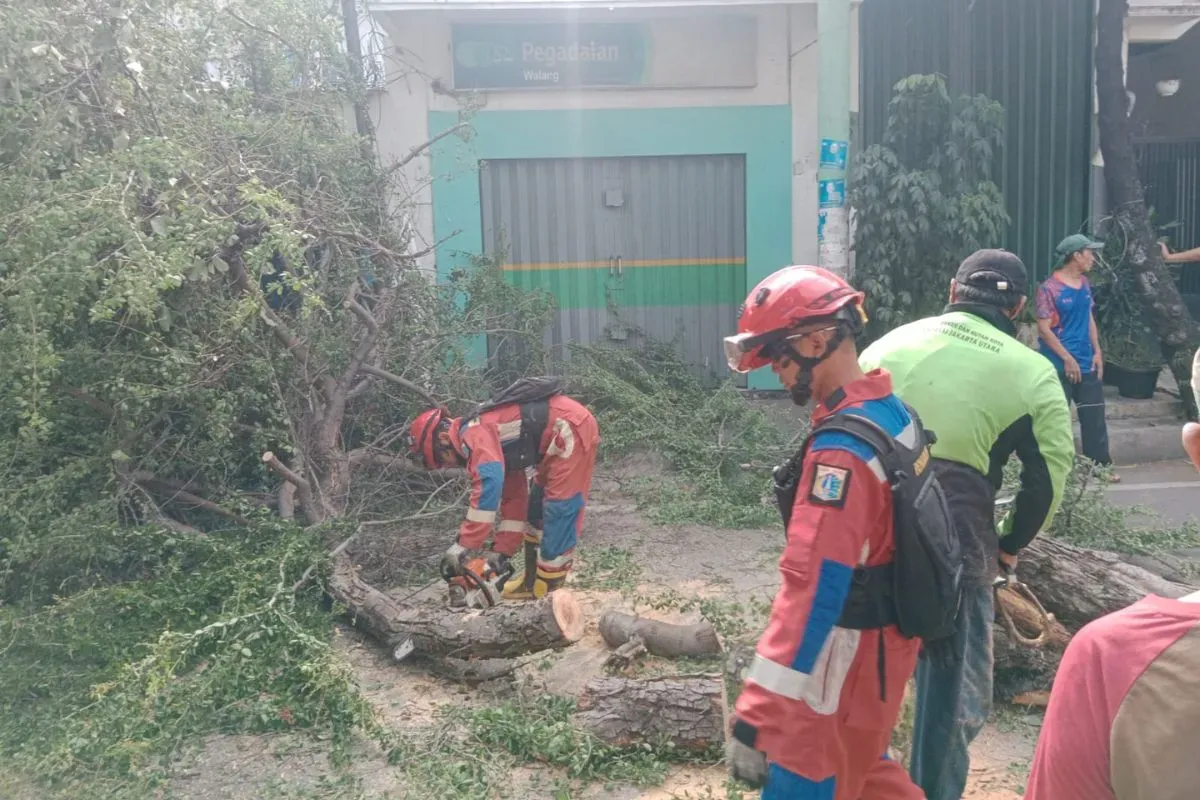 Pohon berjenis Acasia tumbang ke jalan di kawasan Koja, Jakarta Utara, Minggu, 9 Maret 2025. (Sumber: Dok. Damkar Jakarta Utara)