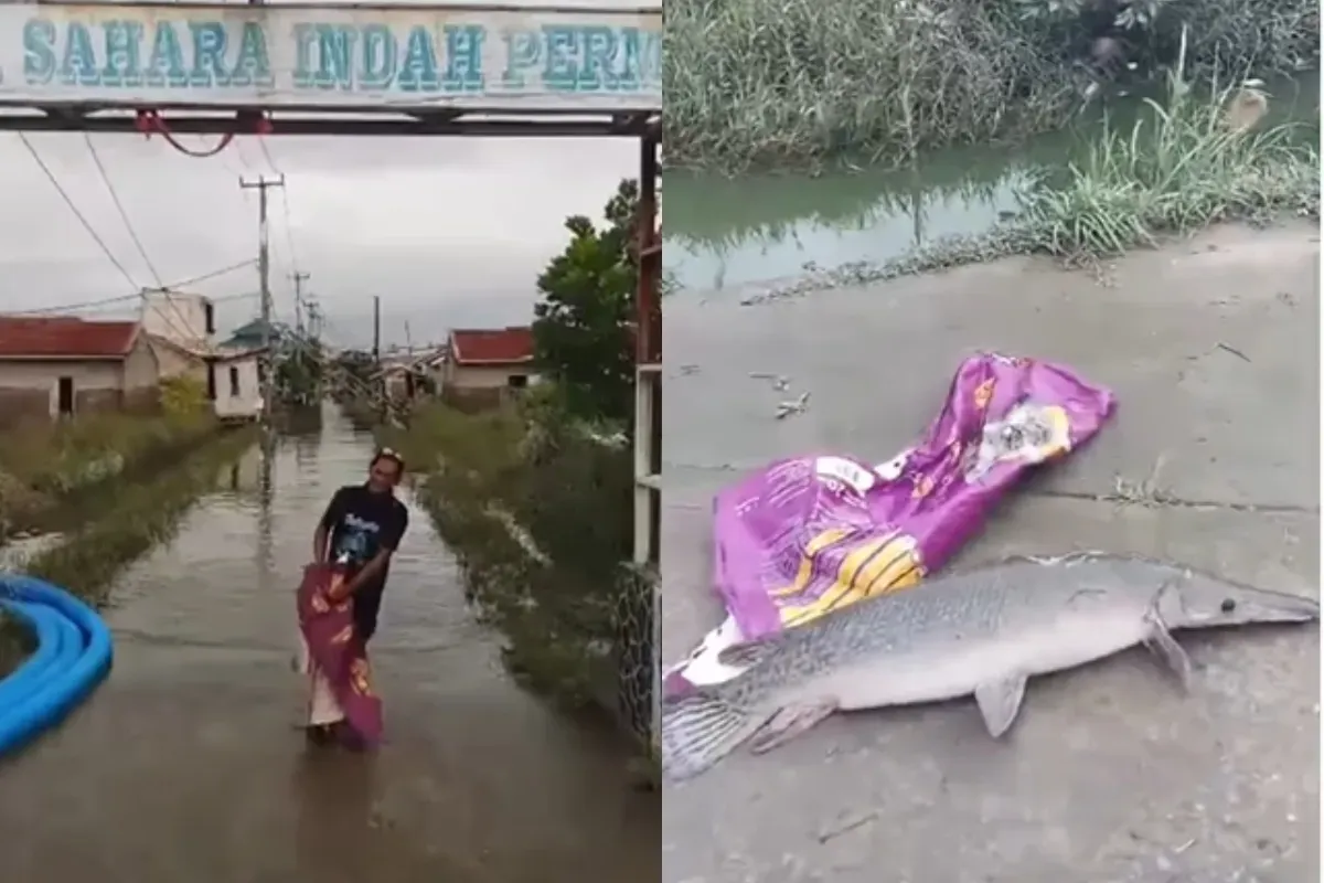 Penemuan ikan aligator di Bekasi seusai banjir. (Sumber: Tangkap Layar Instagram/@mood.jakarta)