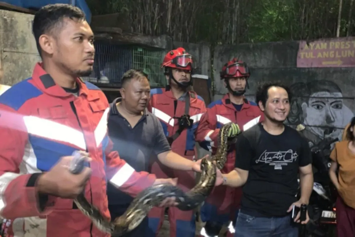 Evakuasi ular sanca di plafon rumah warga kawasan Sunter Agung, Tanjung Priok, Jakarta Utara, Senin, 17 Maret 2025. (Sumber: Dok. Pemadam Kebakaran)