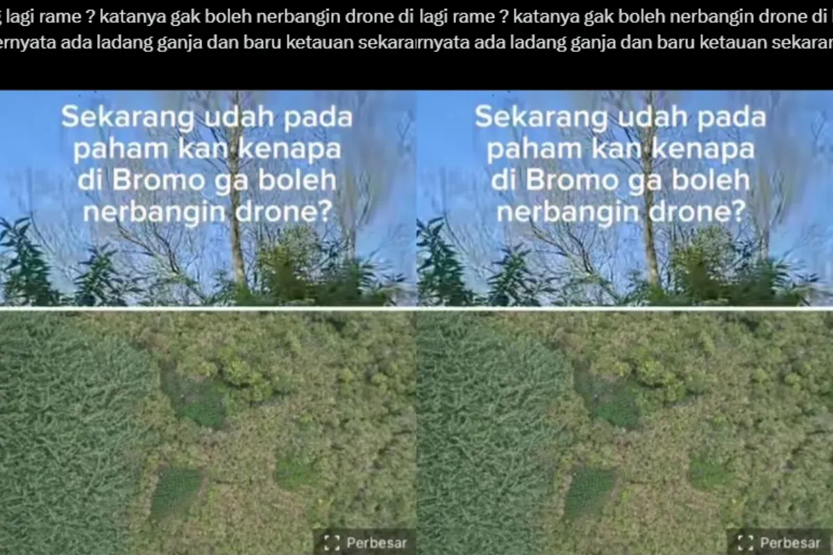 Keberadaan ladang ganja di Bromo menyedot perhatian netizen. (Sumber: X/@tanyakanrl)