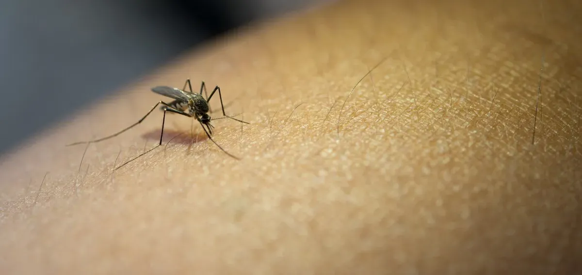 Cara mengusir nyamuk di rumah untuk mencegah Demam Berdarah Dengue (DBD) hingga Malaria. (Sumber: Freepik/jcomp)