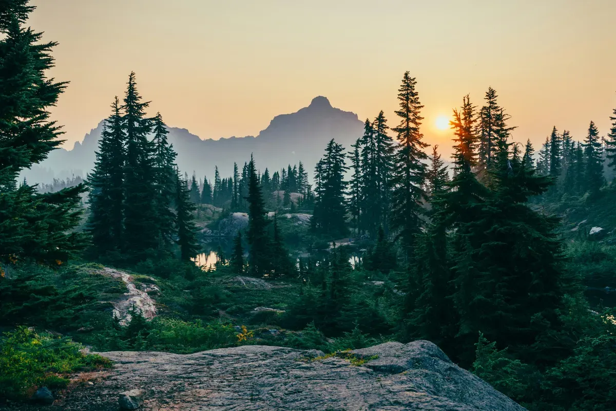 Hari Hutan Sedunia Diperingati 21 Maret, Berikut Sejarah Tujuan, dan Cara Merayakannya (Sumber: Unsplash/Sergei A)