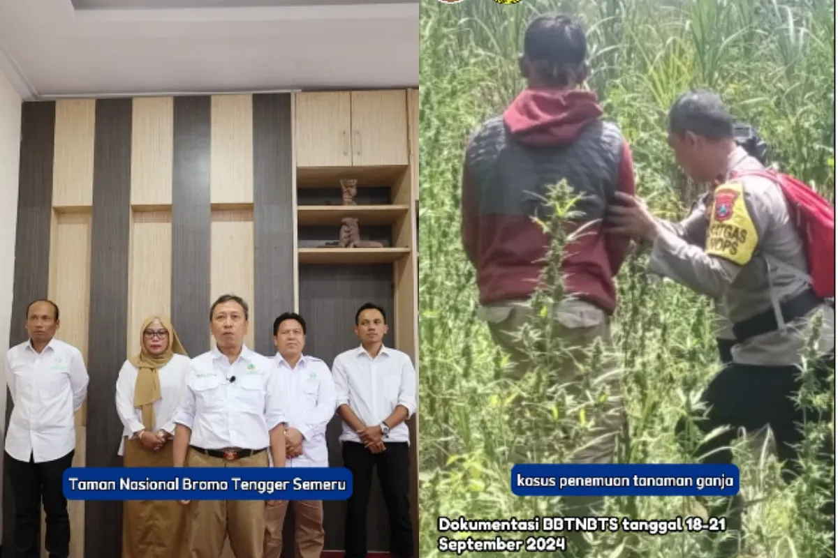 Pihak TNBTS mengklarifikasi informasi terkait dengan ladang ganja di Gunung Semeru. (Sumber: Instagram/@bbtnbromotenggersemeru)