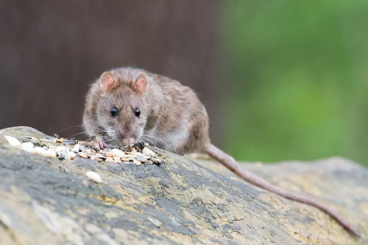 Cara mengusir tikus dari rumah. (Sumber: Pixabay/wolfgangvogt_lb)