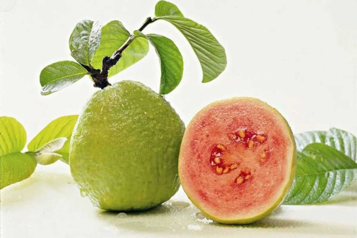 Manfaat luar biasa Jambu Biji untuk kesehatan (Sumber: Pinterest)