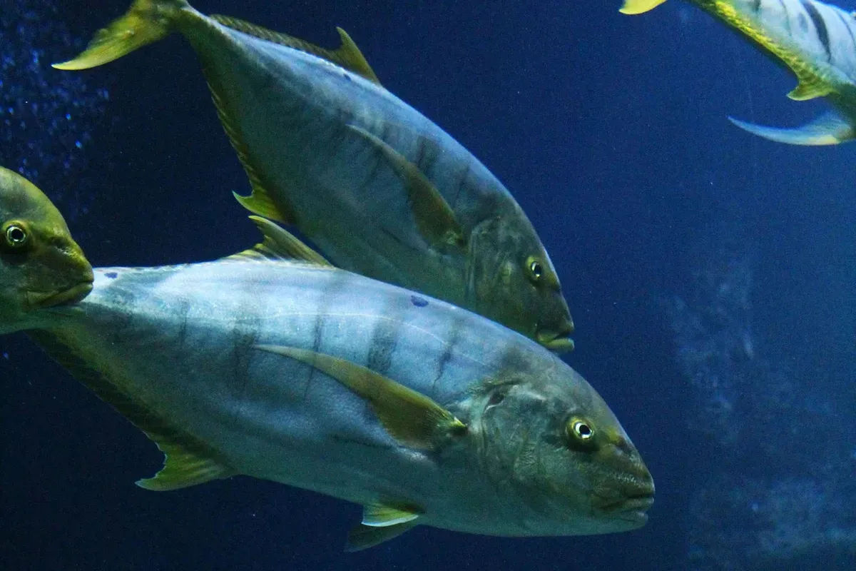 Hari Tuna Sedunia Diperingati Tiap 2 Mei, Ini Sejarah dan Beberapa Spesies Ikan Tuna (Sumber: Unsplash/Nikola Bačanek)