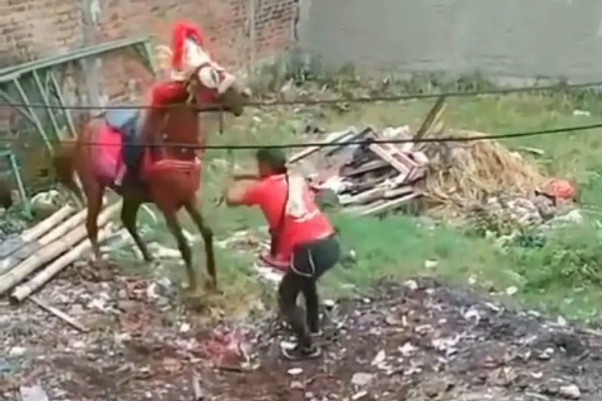 Viral dugaan aksi kekerasan terhadap seekor kuda di Cimahi. (Sumber: Instagram/@sekitarcimahi)