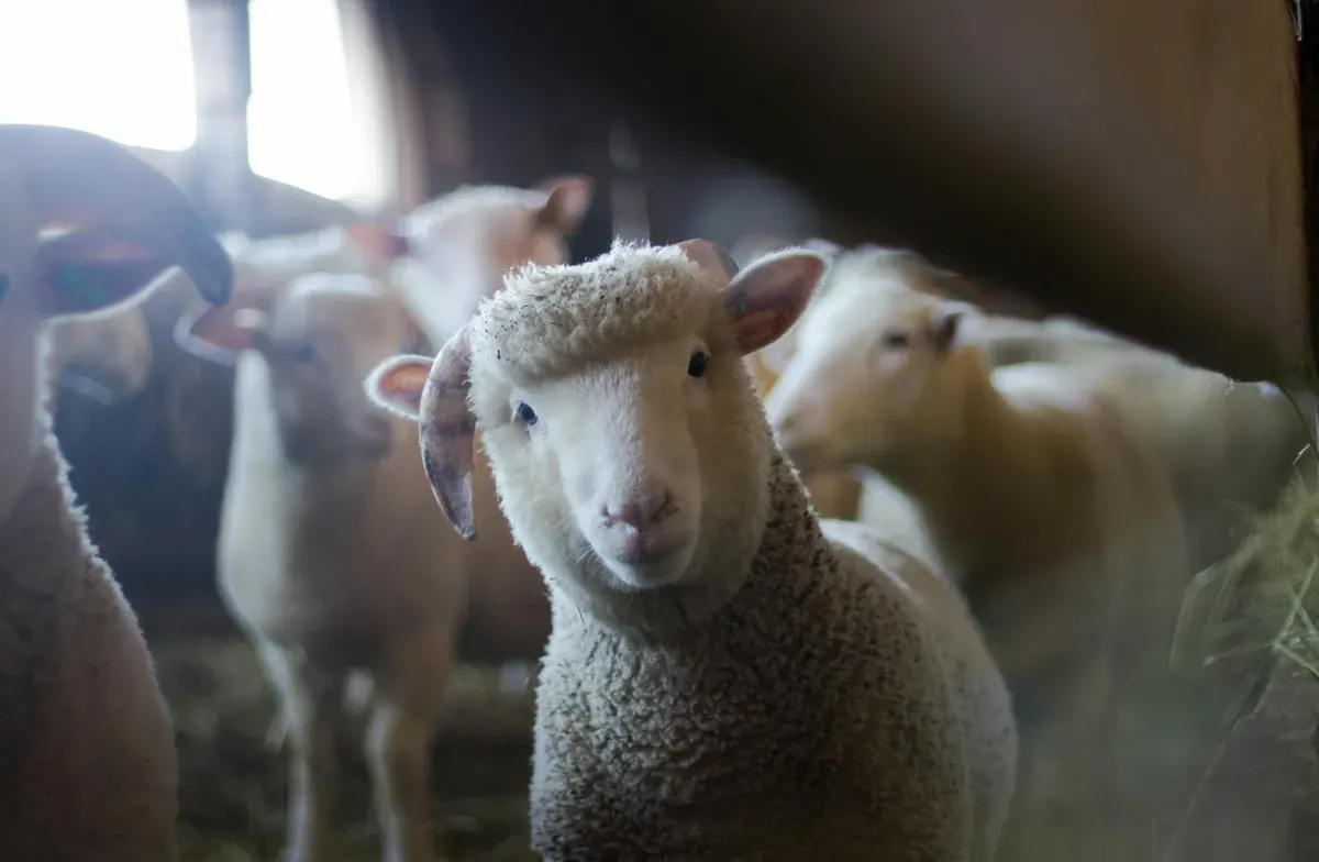 Harga kambing kurban 2025 di sejumlah lembaga. (Sumber: Pexels/Trinity Kubassek)