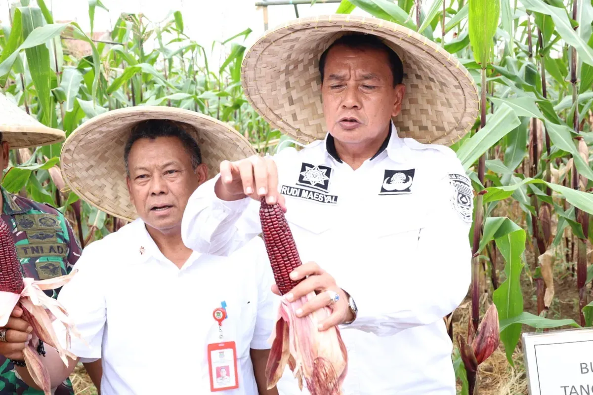 Kegiatan panen jagung pulut di Desa Kaliasian, Kecamatan Sukamulya, Kabupaten Tangerang, dilakukan oleh Bupati Tangerang Maesyal Rasyid bersama kelompok Tani, 12 Mei 2025. (Sumber: Diskominfo KabupatenTangerang)