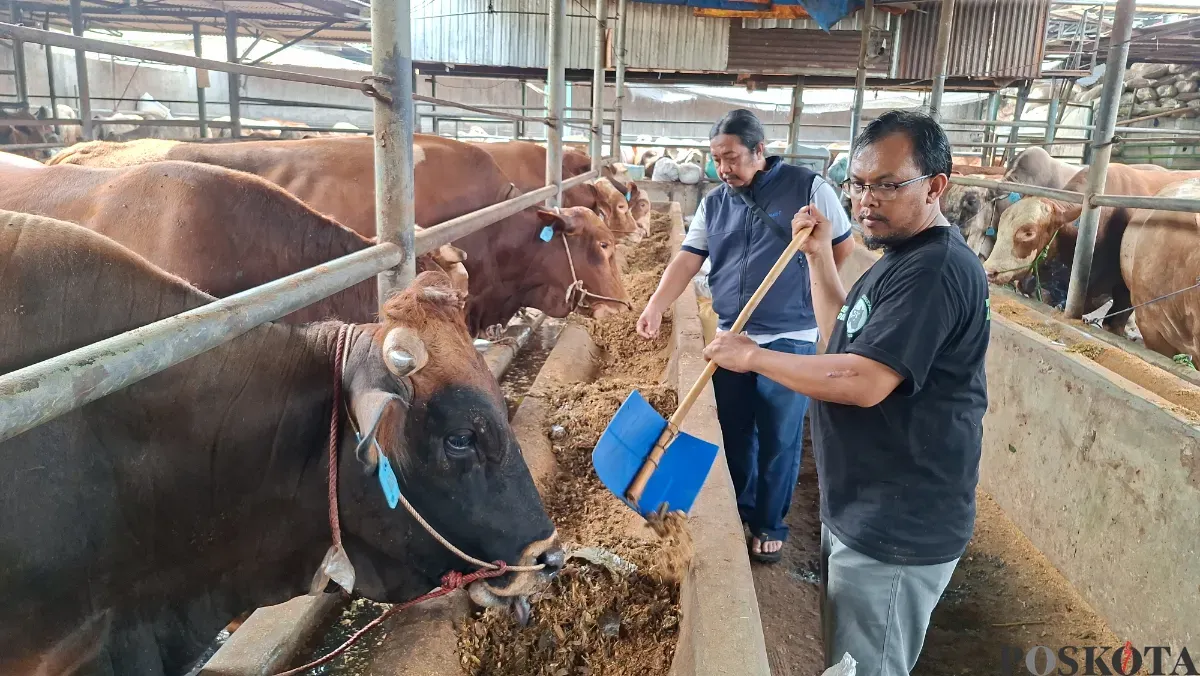 Pegawai CV Puput Bersaudara memberikan pakan organik ke sapi kurban yang akan dijual, Senin, 12 Mei 2025. (Sumber: Poskota/Angga Pahlevi)